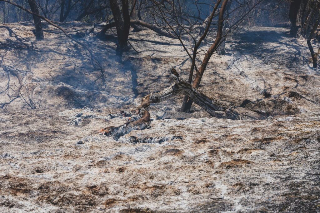 Ecological Destruction