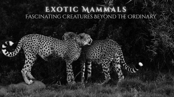 Exotic mammals