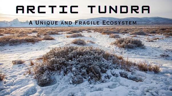 Arctic tundra