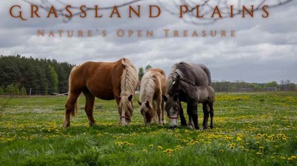 grassland plains