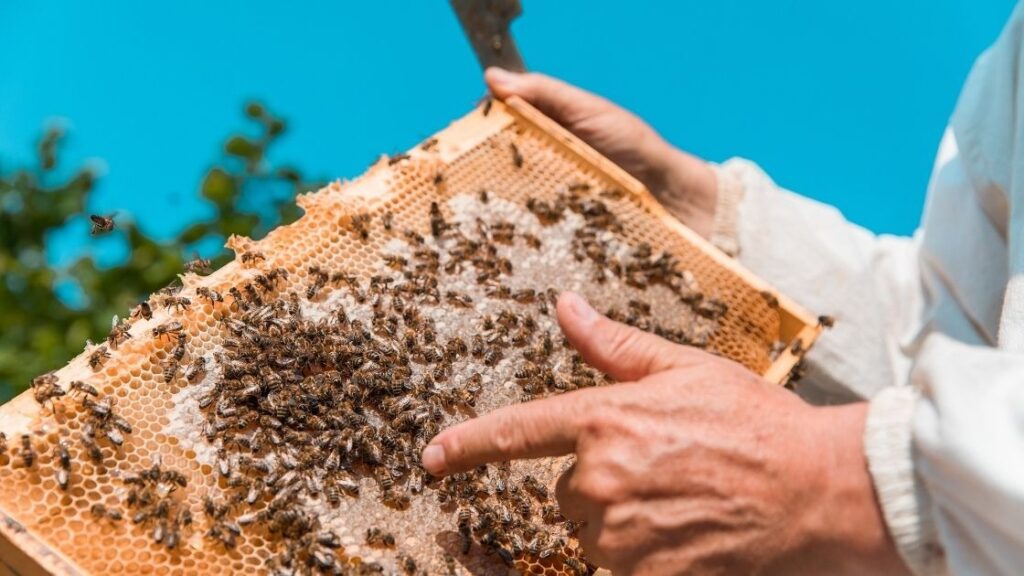 Bee hives