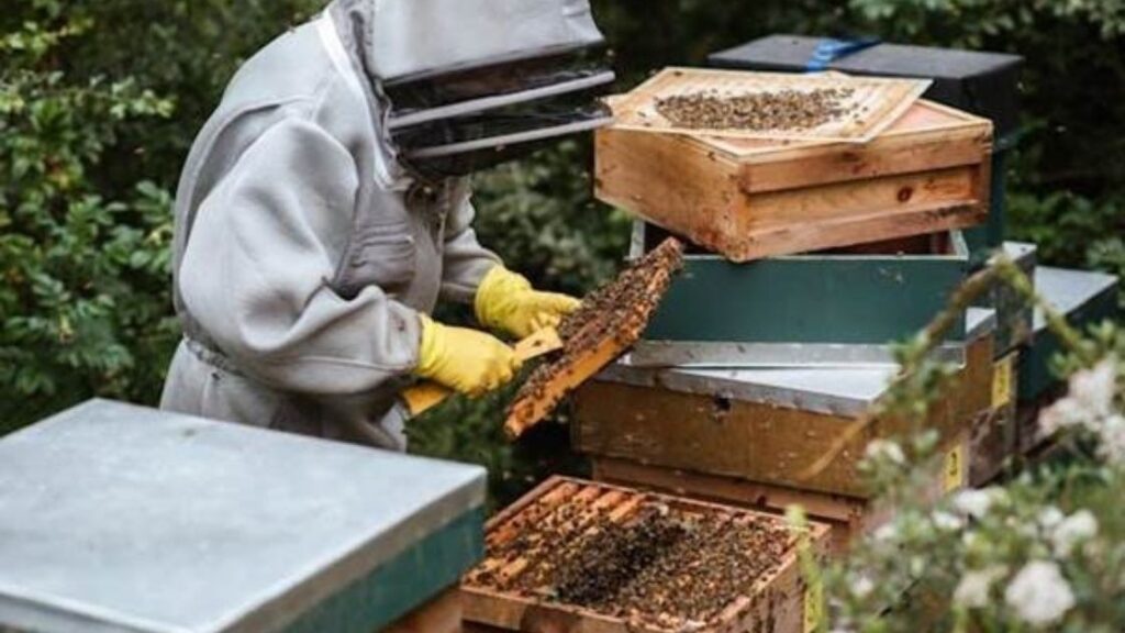 Traditional Honey Harvesting