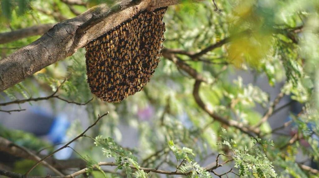Bee hives