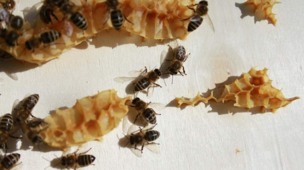 Small Hive Beetles