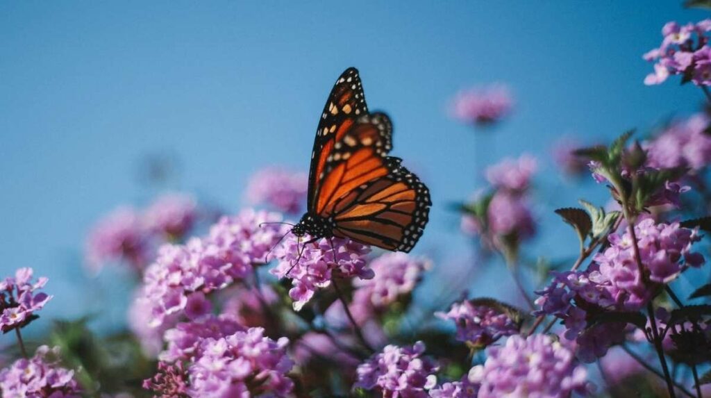 Monarch Butterflies