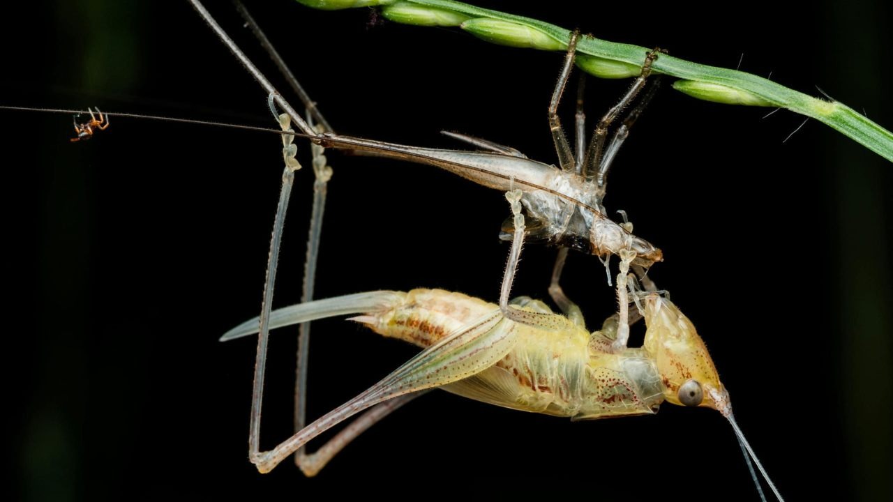 Reproductive isolation