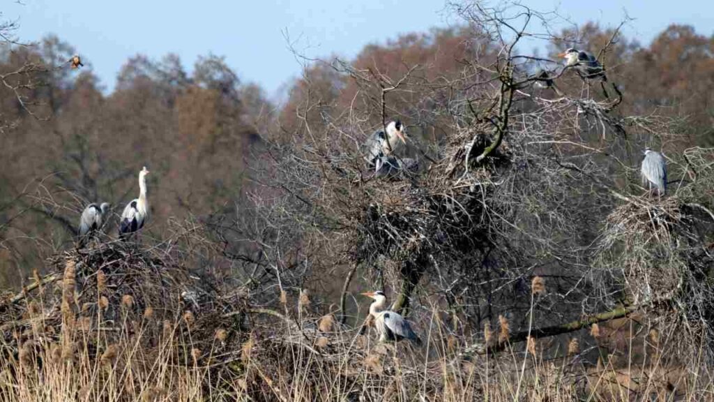 Habitat destruction
