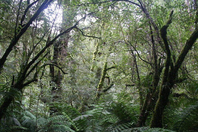 Rainforest biodiversity