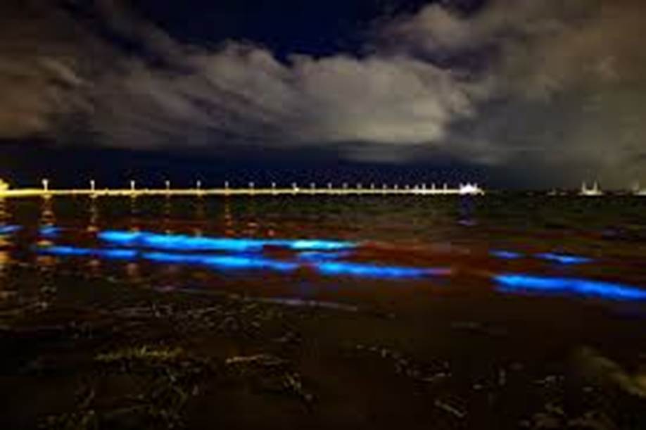 Bioluminescent Waves