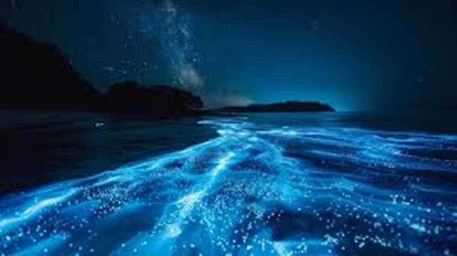 Bioluminescent Waves