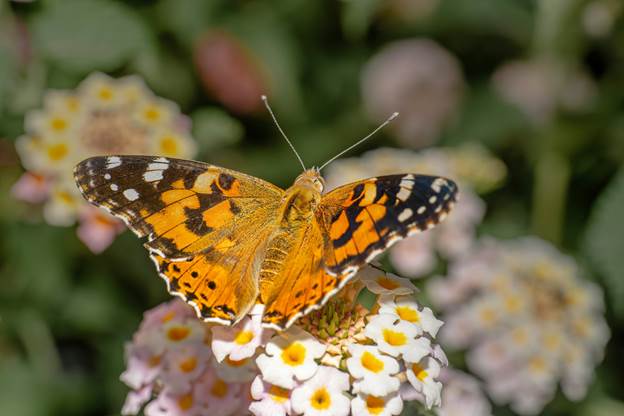 Biodiversity protection