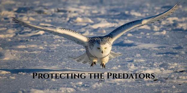 Protecting the Predators