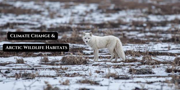 Arctic wildlife habitats