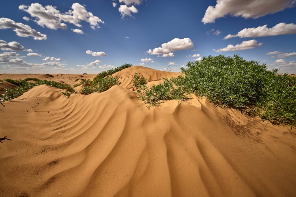 Shrubbery Growing on Desert