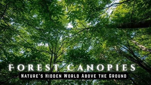 forest canopies