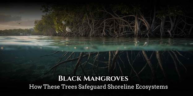Black mangroves