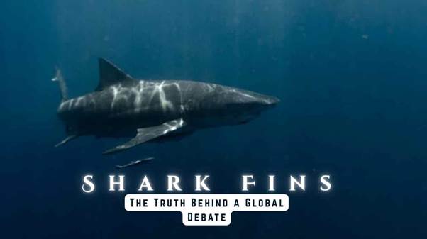 Shark fins
