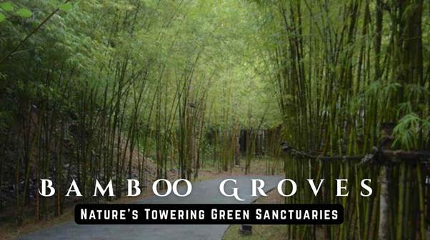 Bamboo groves