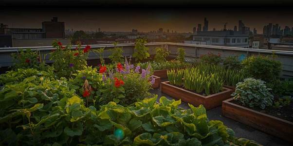 drought-tolerant gardening 
