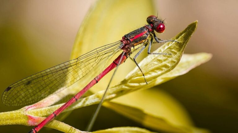 Dragonfly flight