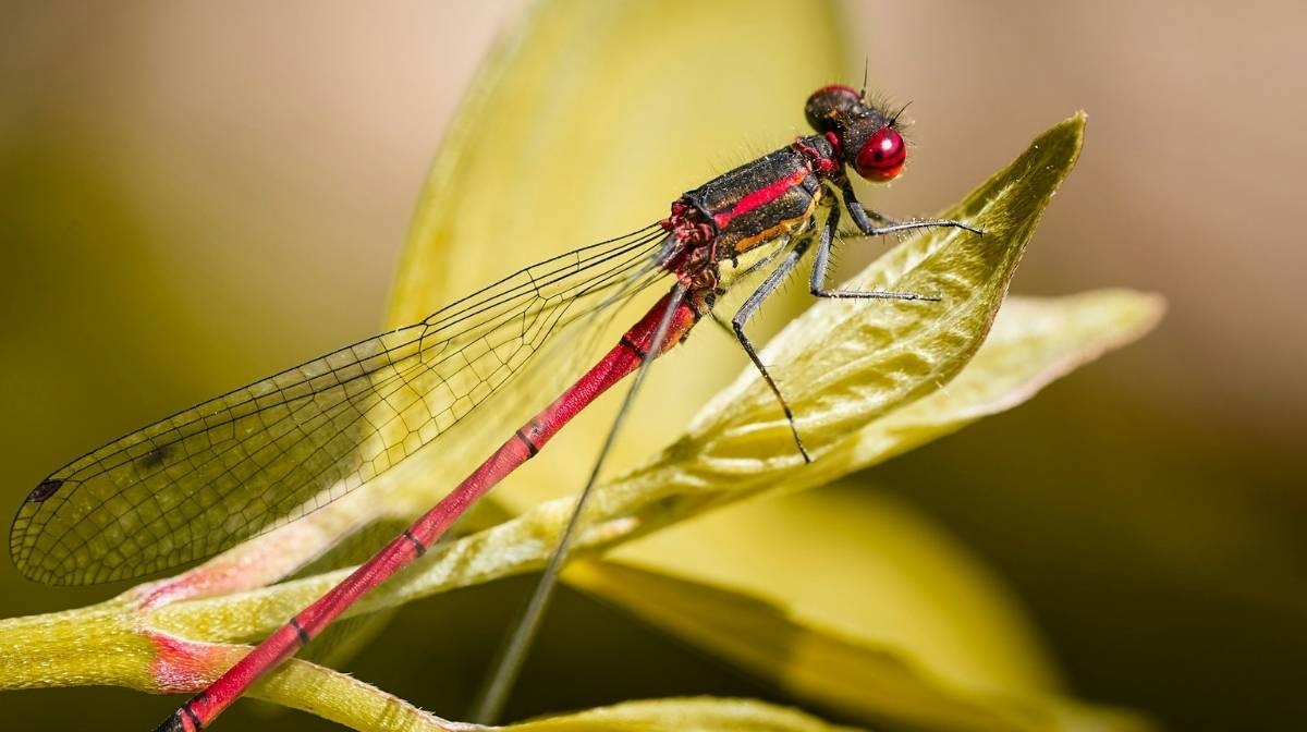Dragonfly flight