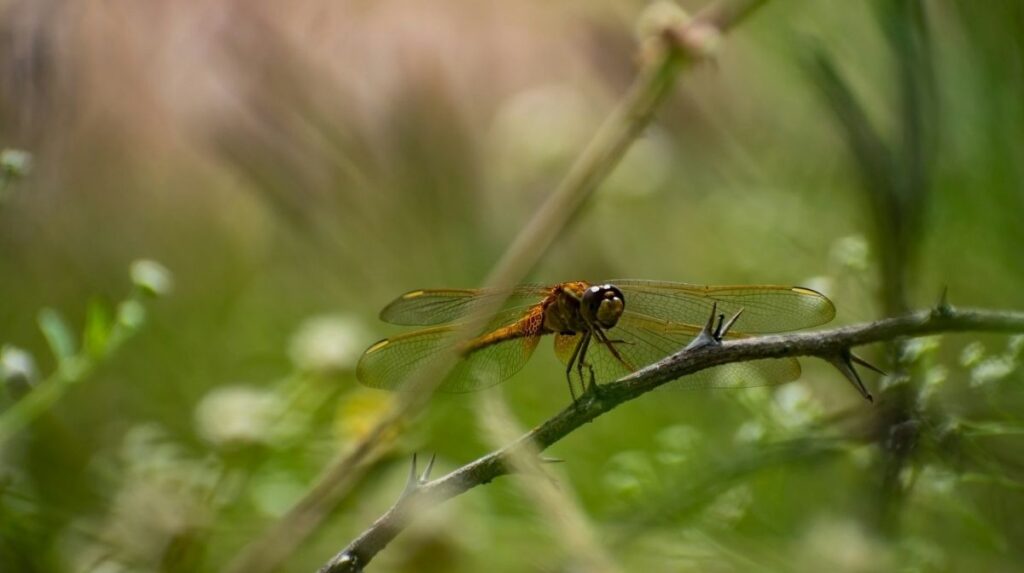 flying creature