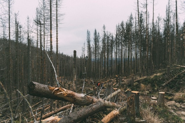 Deforestation