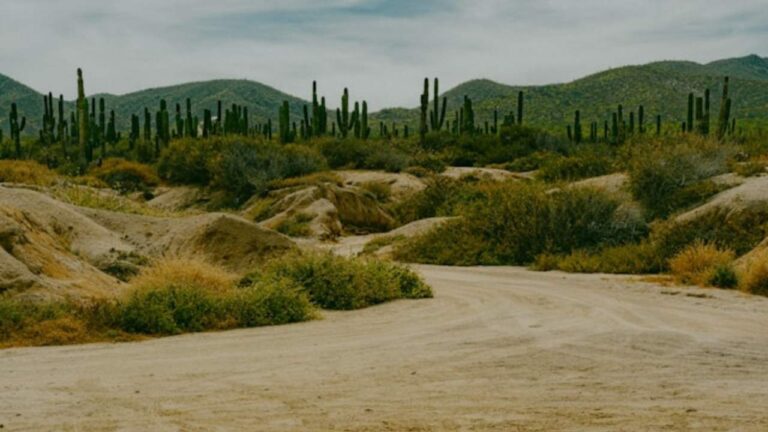 Desert greening