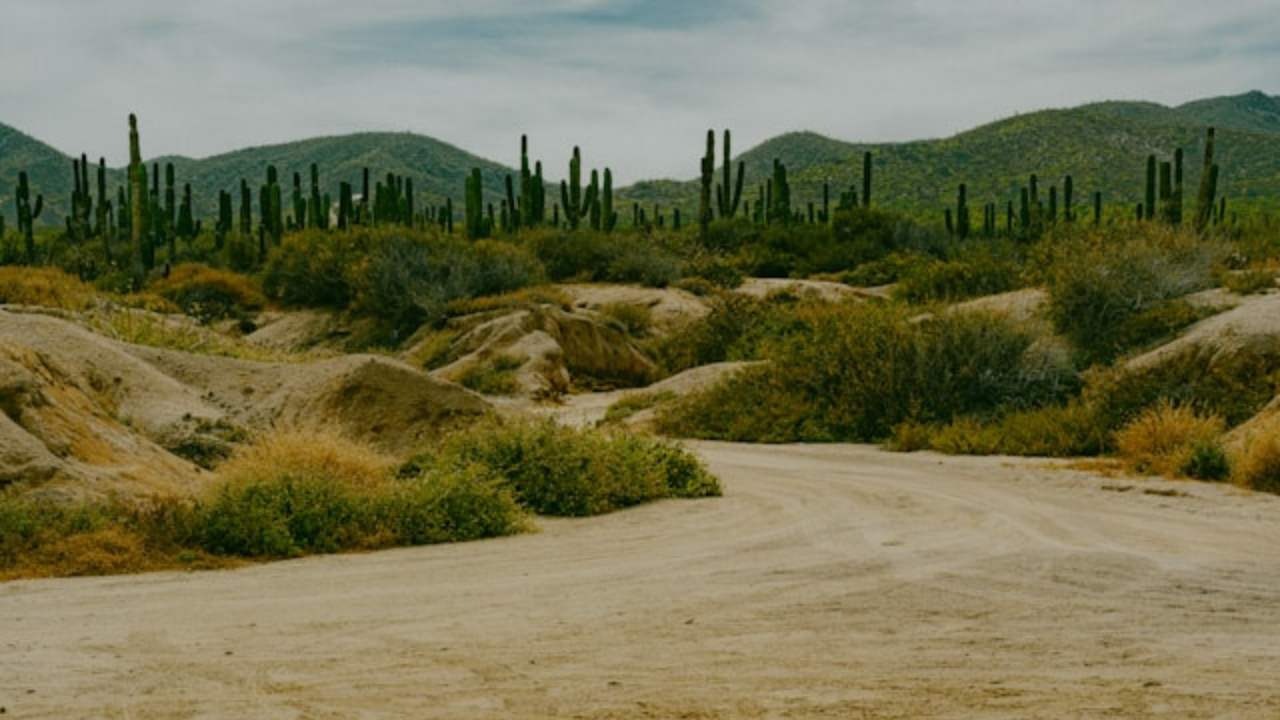 Desert greening