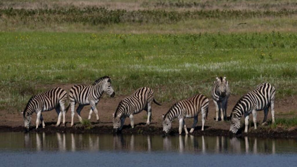 Protecting Endemic Species
