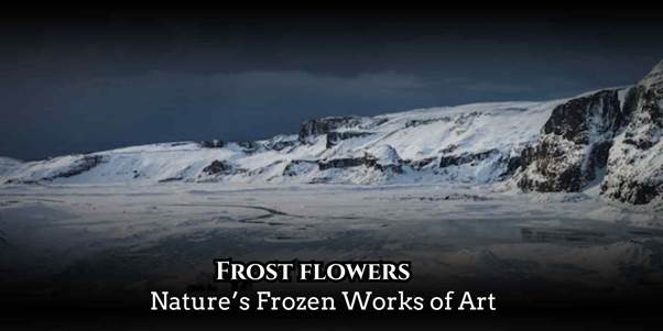 frost flowers