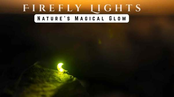 firefly lights