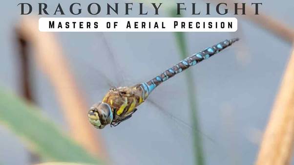 Dragonfly flight