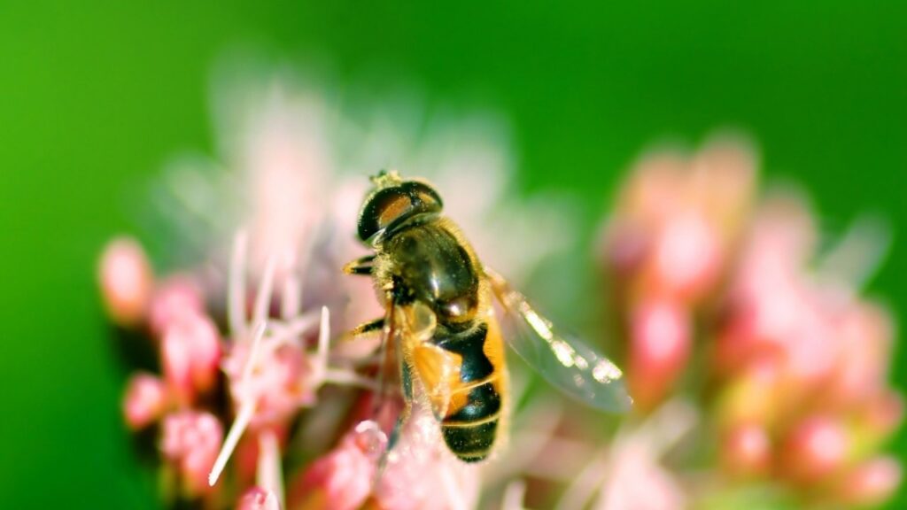 Bees’ role in pollination
