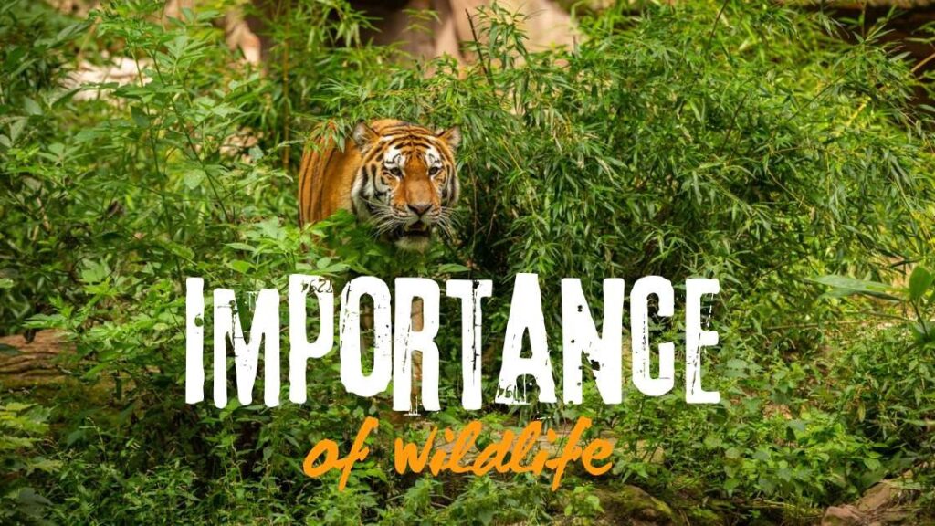 importance of wildlife
