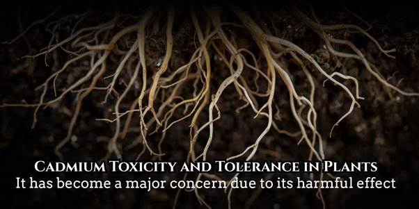 cadmium toxicity and tolerance in plants
