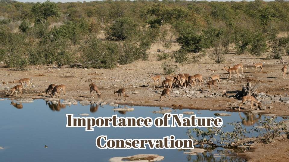 importance of nature conservation