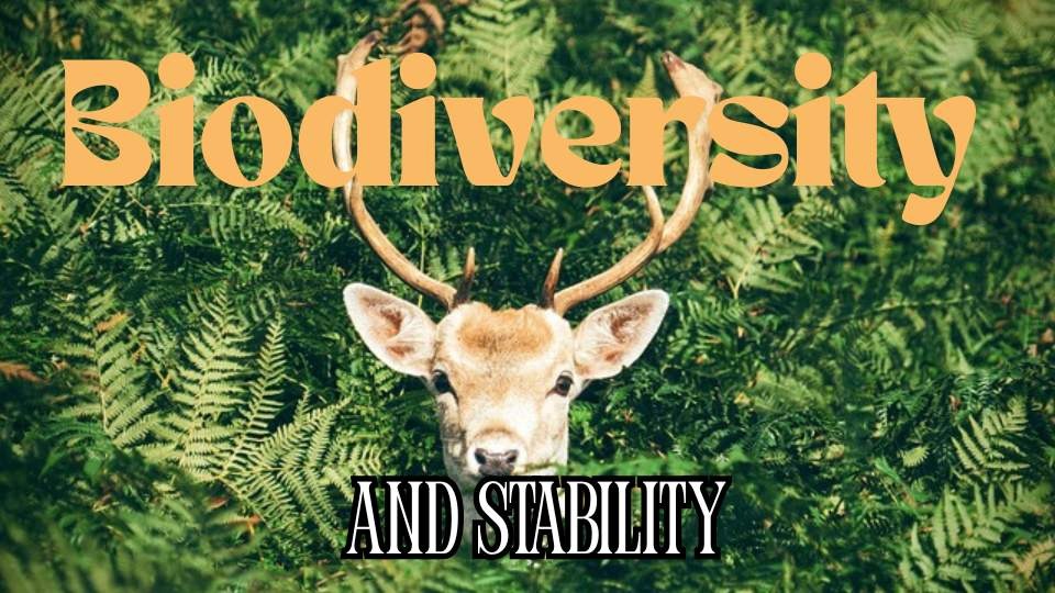 Biodiversity and stability