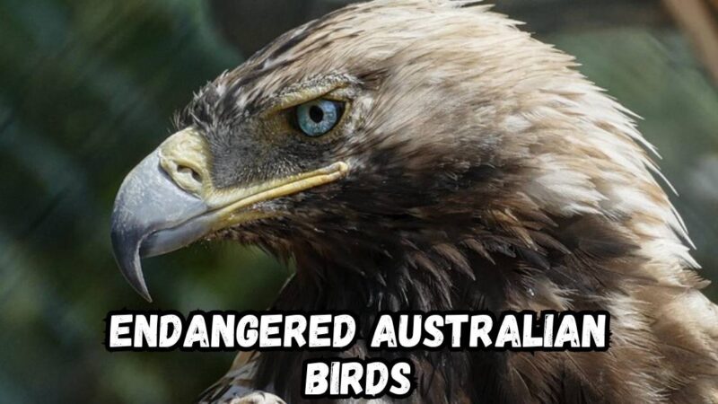 endangered Australian birds