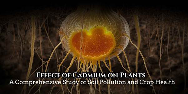 effect of cadmium on plants