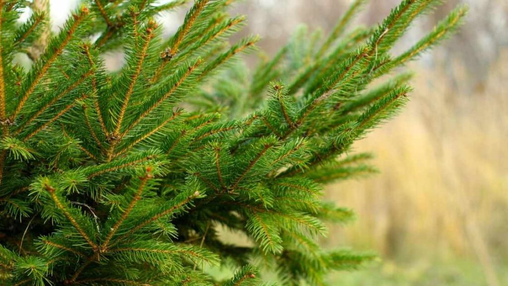 green energy adoption