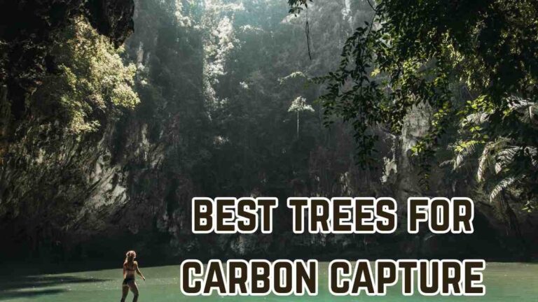 best trees for carbon capture