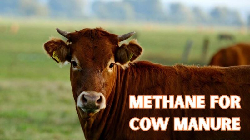 Methane from cow manure