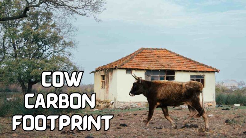 cow carbon footprint