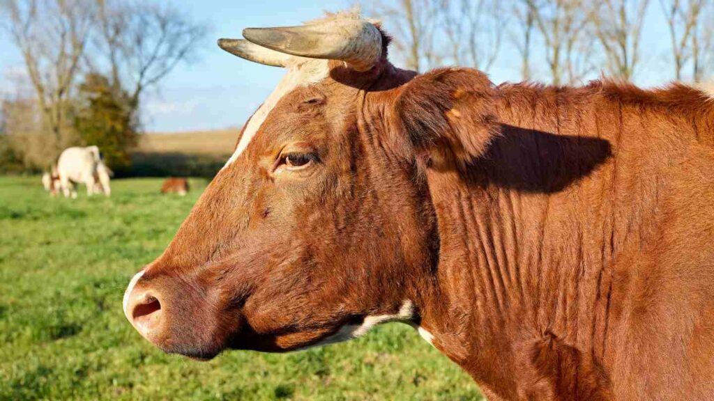 livestock management 