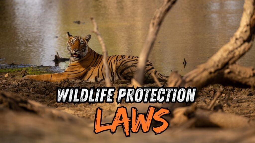 Wildlife protection laws