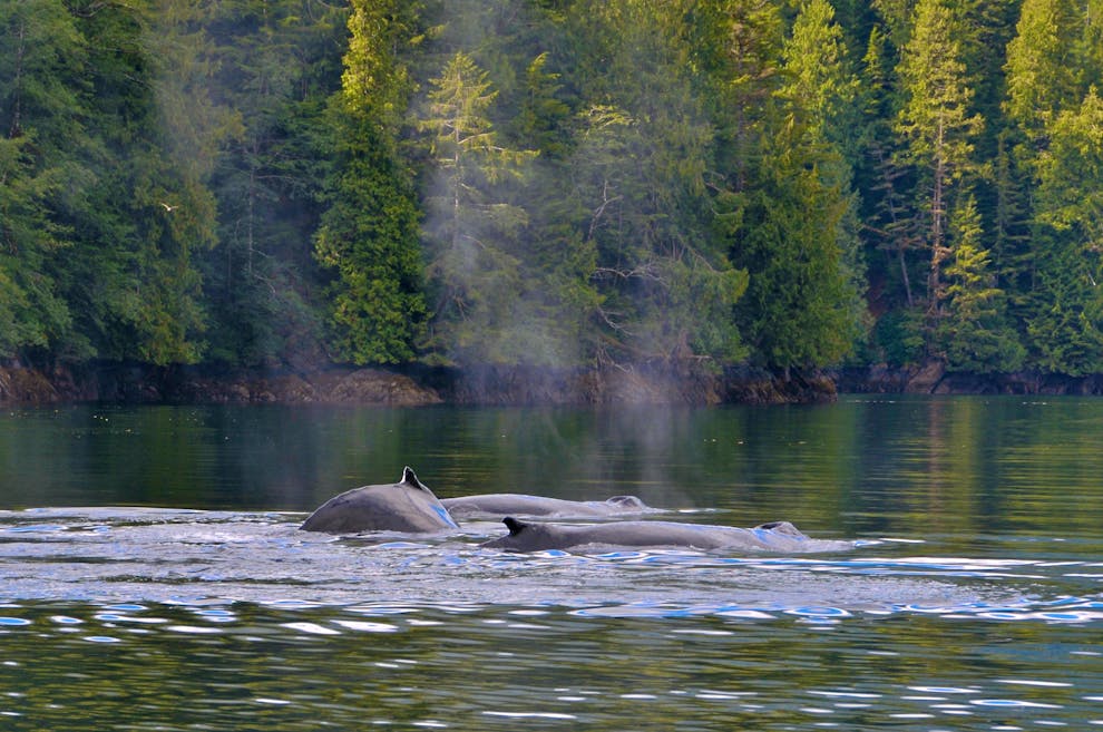 Whale Migration in summer