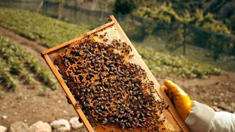 importance of honey bees in agriculture