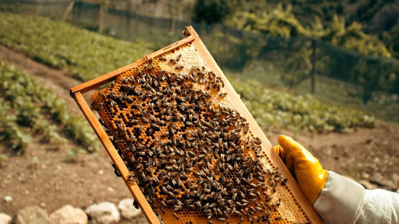 importance of honey bees in agriculture