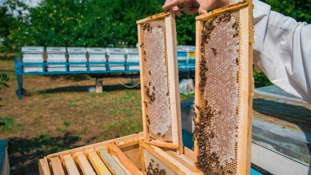 devastating parasitic threat to honey bee colonies